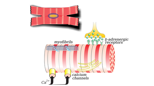 Myofibrils: The Strength Within Your Muscles
